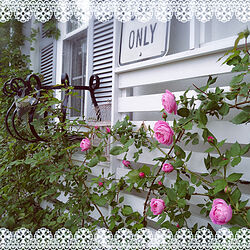 部屋全体/ラレーヌビクトリア/薔薇が好き/庭の花/花のある暮らし...などのインテリア実例 - 2022-05-01 18:41:05