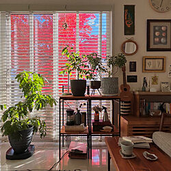 リビング/紅葉/窓からの眺め/シンボルツリー/観葉植物のある部屋...などのインテリア実例 - 2023-11-23 14:36:28
