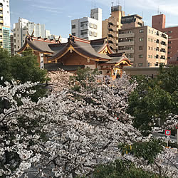 壁/天井/桜/RCの出会いに感謝♡/みなさまに感謝♥/感謝｡.:*ฺ✤ฺ...などのインテリア実例 - 2018-03-26 08:23:08