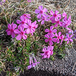 玄関/入り口/芝桜/花壇の花/庭/ピンク♡...などのインテリア実例 - 2021-02-14 09:47:23