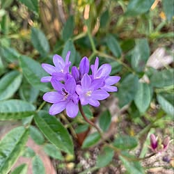 リビング/花のある暮らし/癒し/お花がある暮らし/お花が好き...などのインテリア実例 - 2023-05-16 08:31:57