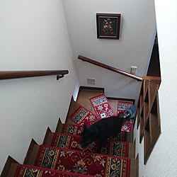 壁/天井/猫/猫と暮らす/階段/階段マット...などのインテリア実例 - 2023-04-17 16:11:03
