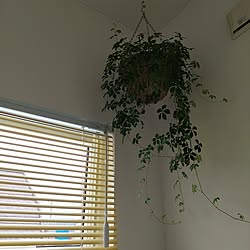 壁/天井/観葉植物/観葉植物のある暮らしのインテリア実例 - 2023-07-26 13:18:12