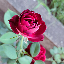 薔薇/東側の庭/鉢植え/フランシス・デュブリュイ/買ったときはアウトレットのインテリア実例 - 2021-08-22 06:26:05