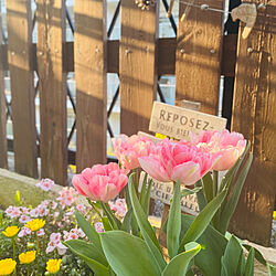 春の庭/チューリップ/ガーデニングが好き/暮らしを楽しむ/季節を楽しむ...などのインテリア実例 - 2023-04-03 21:49:01