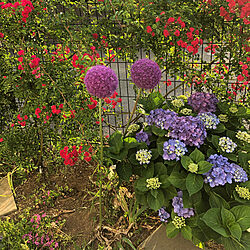 花壇の花/お花のある暮らし/植物のある暮らしのインテリア実例 - 2021-06-05 10:09:50