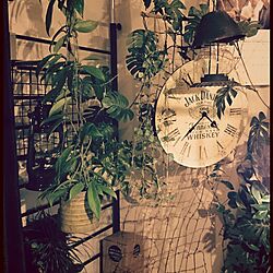 壁/天井/植物/観葉植物/時計のインテリア実例 - 2014-03-19 02:18:46