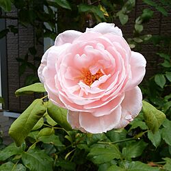庭/ガーデニング/薔薇が好き/花が好き/連投すみません...などのインテリア実例 - 2017-07-15 11:27:31