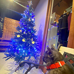 ベンチ/ポーチのある家/クリスマスツリー出しました/クリスマスツリー/クリスマスツリー180cm...などのインテリア実例 - 2022-12-04 12:16:42