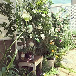 部屋全体/アリウム/日替わり投稿企画!木曜日/植物/花のある暮らし...などのインテリア実例 - 2017-05-25 17:34:40