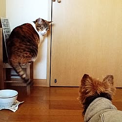 部屋全体/猫のいる生活/IKEA/犬のいる暮らし/イス...などのインテリア実例 - 2016-02-11 07:42:25