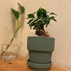 こども4人/観葉植物/玄関/入り口のインテリア実例 - 2021-08-03 20:41:41