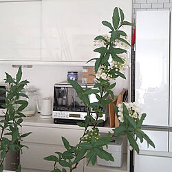キッチン/ホワイトキッチン/植物のある暮らし/植物のあるキッチン/コデマリ...などのインテリア実例 - 2021-02-12 10:53:00