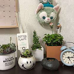 棚/観葉植物/ニトリ/多肉植物/salut!のインテリア実例 - 2018-04-17 21:34:40