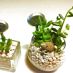 リビング/植物のインテリア実例 - 2014-02-23 12:10:33