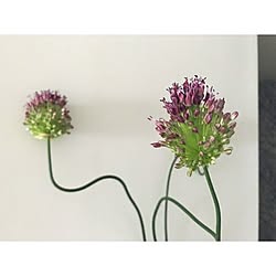 壁/天井/植物のある暮らし/花のある暮らしのインテリア実例 - 2017-06-24 16:13:46