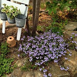 玄関/入り口/庭/植物/DIYのインテリア実例 - 2014-05-12 11:52:48