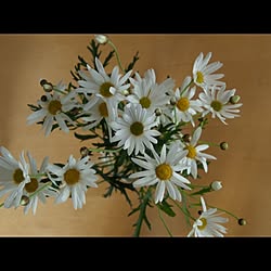 リビング/植物/花のインテリア実例 - 2013-03-16 15:40:19