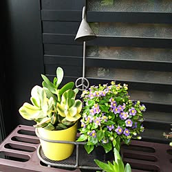 玄関/入り口/日替わり投稿企画!木曜日/今日のお花/植物/お庭いじりのインテリア実例 - 2017-05-25 17:04:46