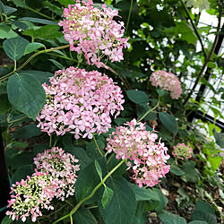 ピンクアナベル/東側ガーデン/花は癒し/植物のある暮らし/日々の生活を楽しむ...などのインテリア実例 - 2019-06-12 16:12:15