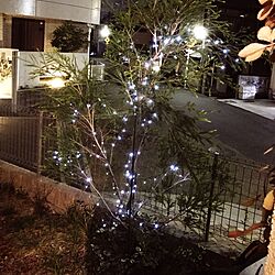 玄関/入り口/クリスマスツリー/ニトリ/LEDキャンドル/3COINS...などのインテリア実例 - 2016-12-06 18:29:40