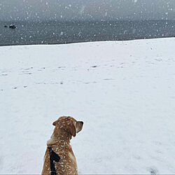 冬の風景/雪/ラブラドールのいる暮らし/愛犬と散歩/玄関/入り口のインテリア実例 - 2022-01-06 16:43:03