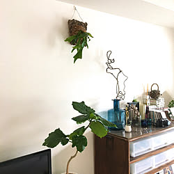 IKEAのフラワーベース/ウンベラータ/こどもと暮らす。/植物のある暮らし/板付け...などのインテリア実例 - 2020-03-01 15:56:51