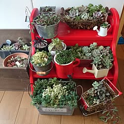 キッチン/画像加工なし♪/多肉寄せ植え/寒いからキッチンで植え替え！/多肉初心者♡...などのインテリア実例 - 2014-12-29 12:25:49