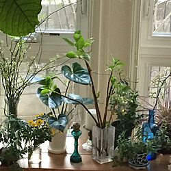 キッチン/グリーンのある暮らし/植物のある暮らし/花に囲まれて暮らしたい/花のある暮らしのインテリア実例 - 2017-03-07 15:56:39