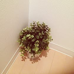 玄関/入り口/植物/IKEA/観葉植物のインテリア実例 - 2013-11-27 00:24:03