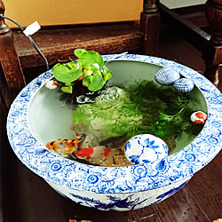 部屋全体/レトロ/金魚/水草/睡蓮鉢のインテリア実例 - 2019-04-21 18:15:21