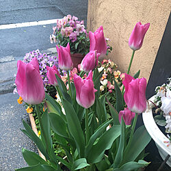 ガーデニング/庭/ビオラ/見て頂きありがとうございます/お花のある暮らし...などのインテリア実例 - 2021-04-18 11:41:34