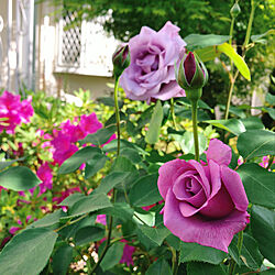 お庭を素敵にしたい♡/フレンチローズ/香りのある薔薇/紫のバラ/シャルル・ド・ゴール...などのインテリア実例 - 2021-05-14 09:44:48