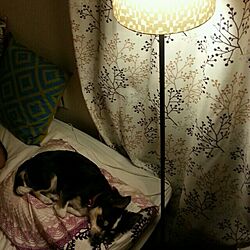 ベッド周り/間接照明/のりたま/カーテンのインテリア実例 - 2013-09-25 23:36:20