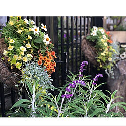 花に癒される/庭仕事が好き/庭/リース/花の寄せ植え...などのインテリア実例 - 2021-08-25 09:18:02