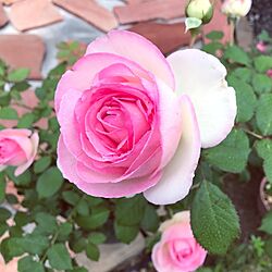 玄関/入り口/薔薇/お花/お花のある暮らし/フラワー...などのインテリア実例 - 2017-07-03 09:12:56