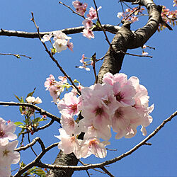 春/満開/桜/玄関/入り口のインテリア実例 - 2019-04-01 18:38:45