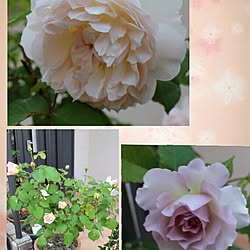 玄関/入り口/お庭/薔薇/ガーデニング/植物のインテリア実例 - 2014-05-04 16:12:38