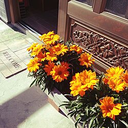 玄関/入り口/植物/ガーデニング/オレンジ色/玄関...などのインテリア実例 - 2015-11-13 10:22:12