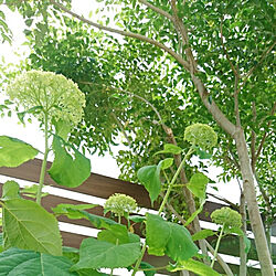 ベッド周り/アナベル/花壇 手作り/小さい庭/シマトネリコの木のインテリア実例 - 2019-06-04 10:07:38