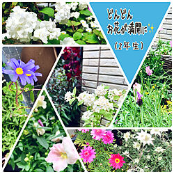 お花と緑に癒されてます/庭/令和2年5月7日/一番好きな場所/コメントお気遣いなく(⁎ᴗ͈ˬᴗ͈⁎)...などのインテリア実例 - 2020-05-07 15:31:47