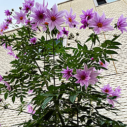 皇帝ダリアの花/皇帝ダリア/グリーンのある暮らし/お花大好き♡/休日ガーデナー...などのインテリア実例 - 2021-11-19 13:45:02