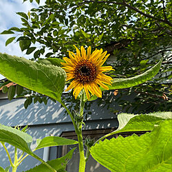 お花のある暮らし/裏庭/花壇/ひまわり/玄関/入り口...などのインテリア実例 - 2022-07-02 10:29:09