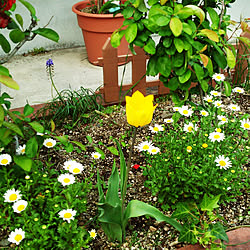 玄関/入り口/玄関前/春の訪れ/春のお花/お花のある暮らし...などのインテリア実例 - 2018-04-02 18:29:03