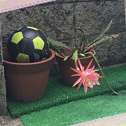 玄関/入り口/サボテンにお花/サッカーボールと鉢植えのインテリア実例 - 2014-05-30 22:58:57