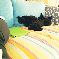 リビング/観葉植物/犬と暮らす/IKEAのソファーのインテリア実例 - 2016-05-23 22:05:27