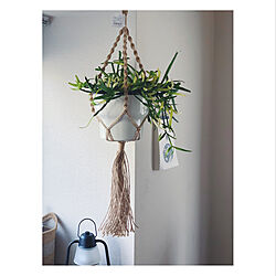 IKEA 植物/IKEA/リプサリス/グリーンのある暮らし/植物...などのインテリア実例 - 2020-05-08 17:28:26