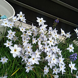 玄関/入り口/植物のある暮らし/庭の花/ムスカリ/白い花...などのインテリア実例 - 2021-04-05 11:11:46