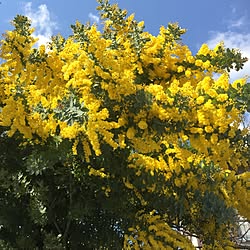 ベッド周り/お花/フラワー/お花のある暮らし/花のある暮らし...などのインテリア実例 - 2017-03-28 21:47:43