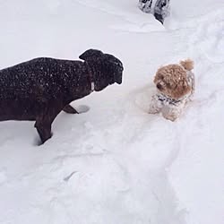 犬部に入部希望！/ペットのインテリア実例 - 2014-02-18 19:56:13